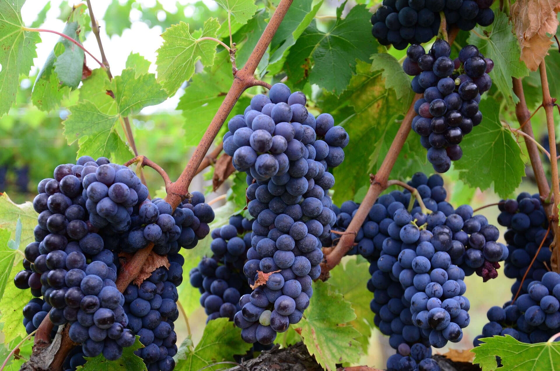 Weingut Tsangarides