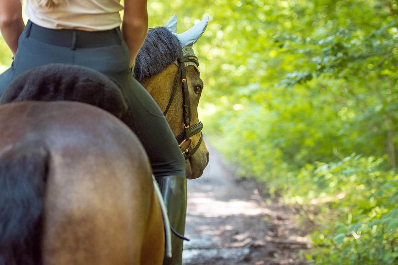 Horse Riding in Cyprus