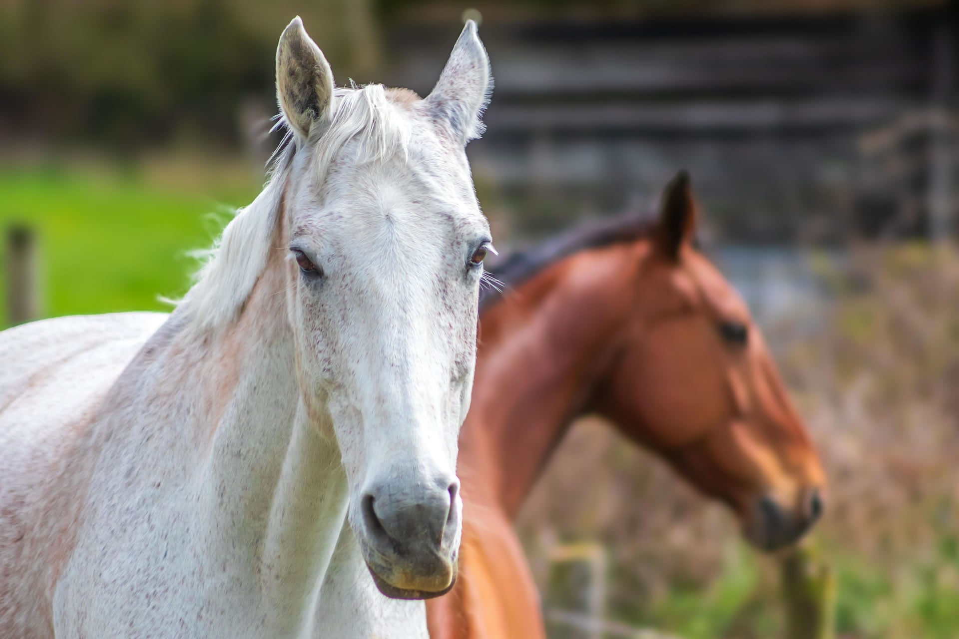 Reiten auf Zypern
