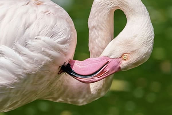 Pafos Zoo