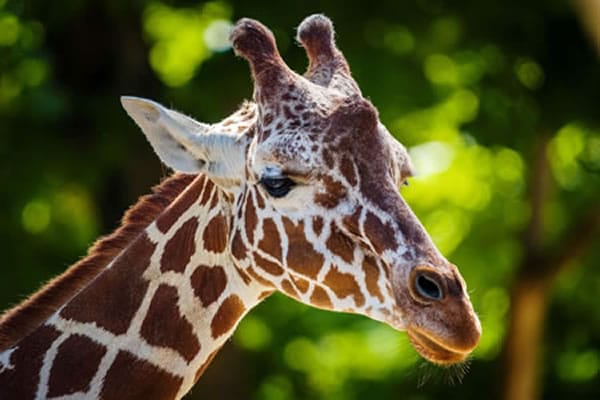 Pafos Zoo