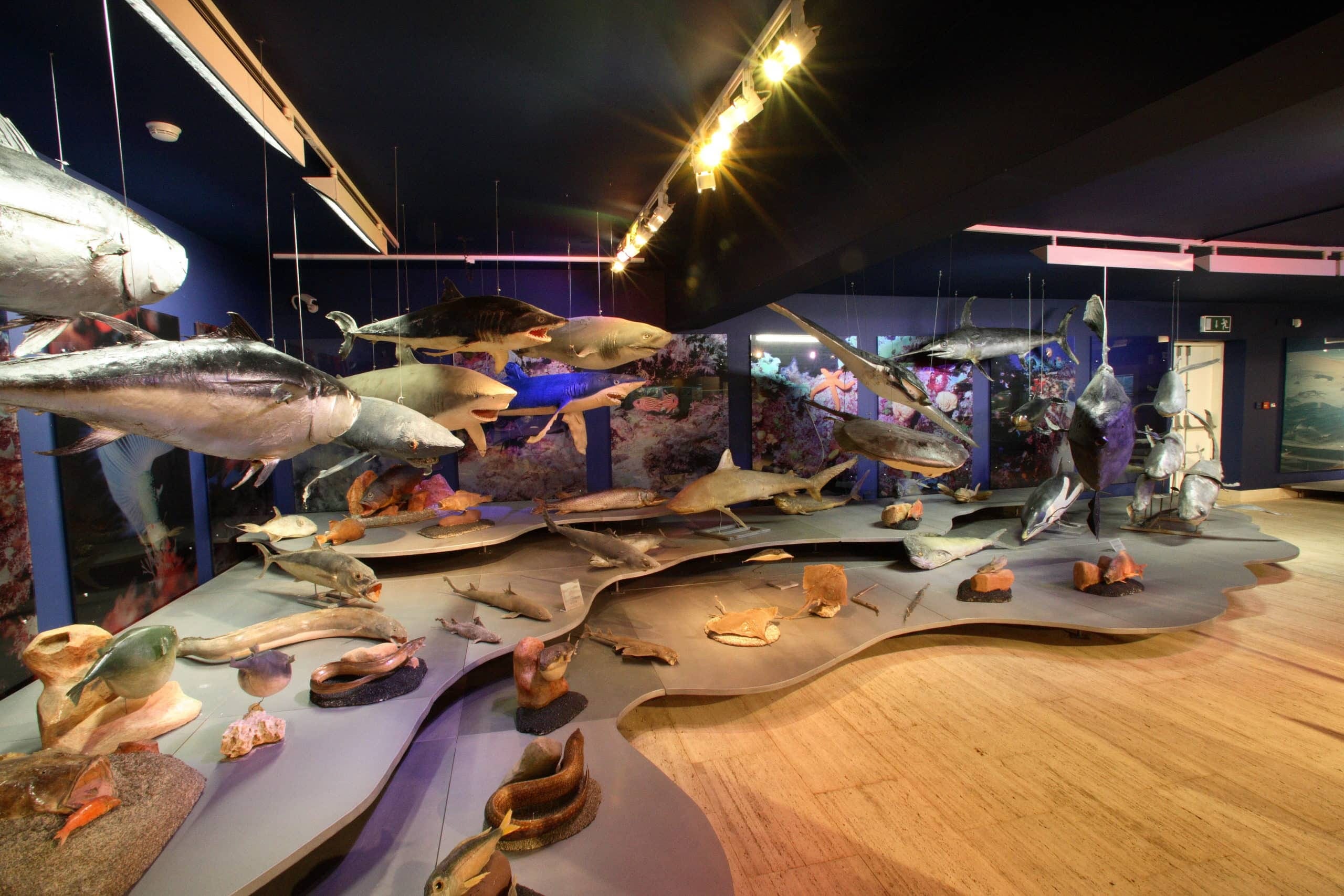 Thalassa-Museum